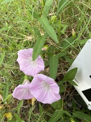 Calystegia pubescens