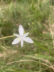 Libertia paniculata