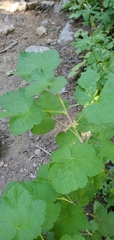 Ribes acerifolium