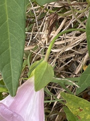 Calystegia pubescens