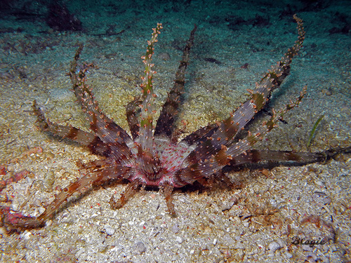 Actinostephanus haeckeli Kwietniewski, 1897