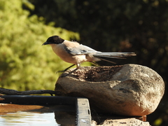 Cyanopica cooki