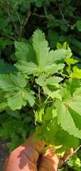 Ribes acerifolium