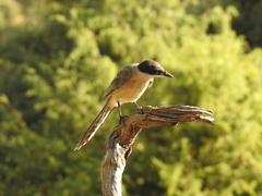 Cyanopica cooki