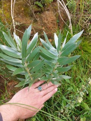 Leucadendron argenteum