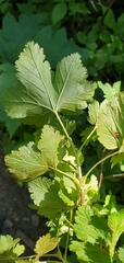 Ribes acerifolium