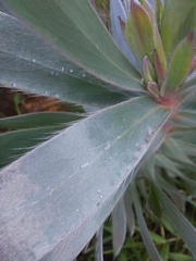 Leucadendron argenteum