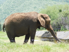 Elephantidae