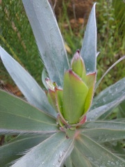 Leucadendron argenteum