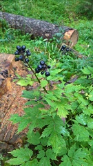 Actaea spicata