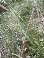 Libertia paniculata