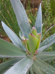 Leucadendron argenteum