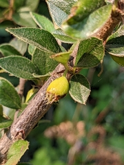 Cotoneaster simonsii