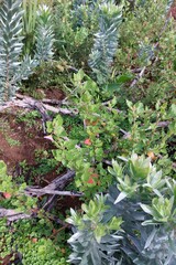 Leucadendron argenteum