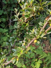 Cotoneaster simonsii