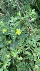 Potentilla supina