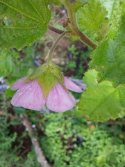 Anisodontea