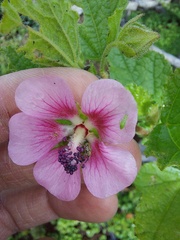 Anisodontea