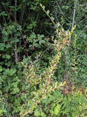 Cotoneaster simonsii