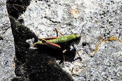Epipodisma pedemontana