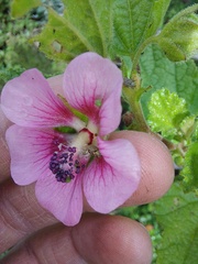 Anisodontea