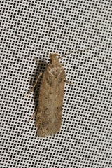 Bryotropha terrella
