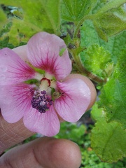 Anisodontea