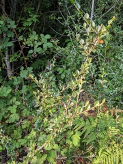 Cotoneaster simonsii