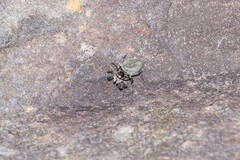 Maratus griseus