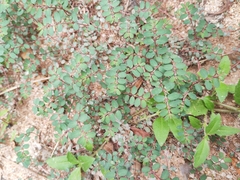 Euphorbia thymifolia