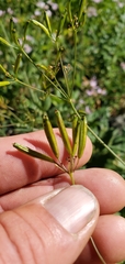 Osmorhiza occidentalis