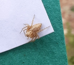 Oxyopes heterophthalmus