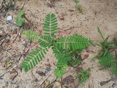 Sesbania cannabina