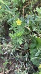 Potentilla supina