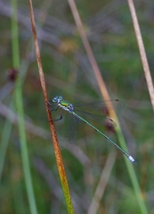 Lestes virens