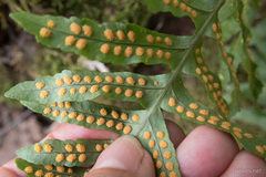 Polypodium macaronesicum