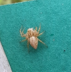 Oxyopes heterophthalmus