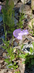 Campanula rotundifolia
