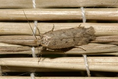 Bryotropha terrella
