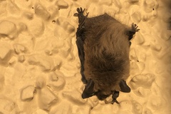 Myotis