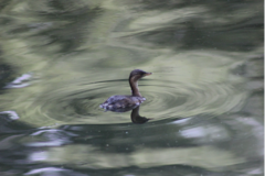 Tachybaptus ruficollis
