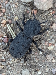 Phloeodes diabolicus