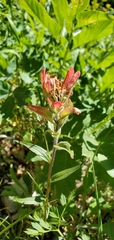Castilleja miniata