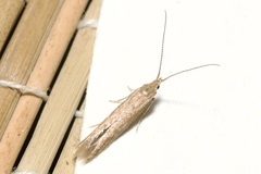 Coleophora