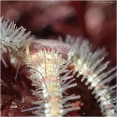 Ophiothrix spiculata