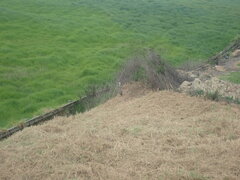 Egretta novaehollandiae novaehollandiae