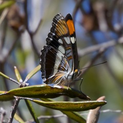 Adelpha californica