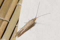 Coleophora