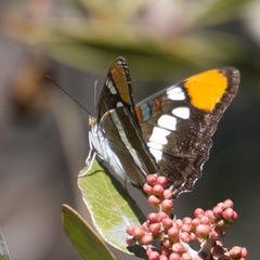 Adelpha californica