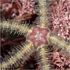 Ophiothrix spiculata